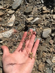 Astragalus inyoensis