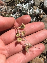 Astragalus inyoensis