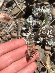 Astragalus inyoensis