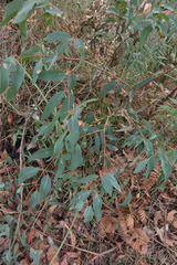 Eucalyptus radiata radiata