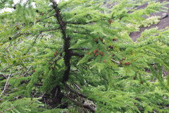 Larix kaempferi