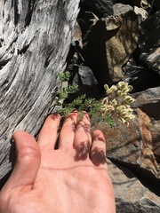 Cymopterus aboriginum