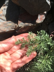 Cymopterus aboriginum