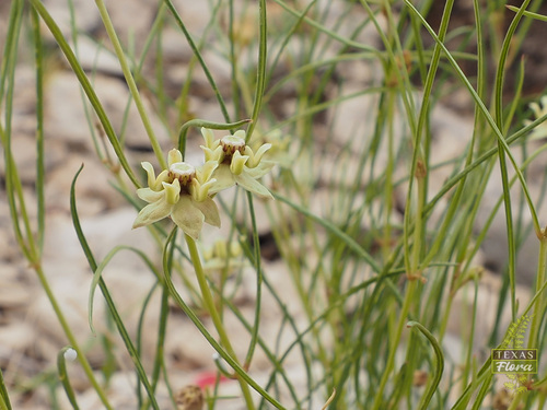 Sperry's milkweed (Asclepias sperryi)