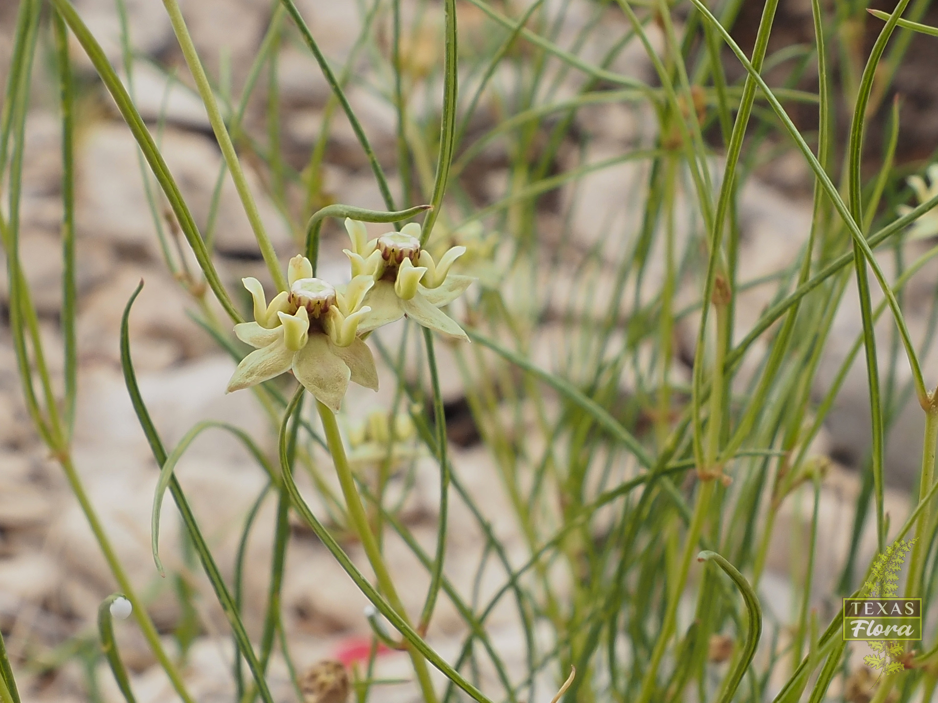Asclepias sperryi