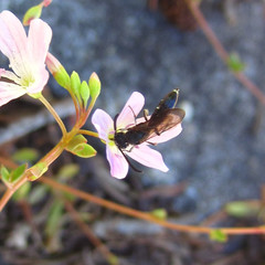 Sapyga martinii