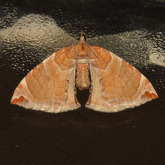 Eulithis molliculata