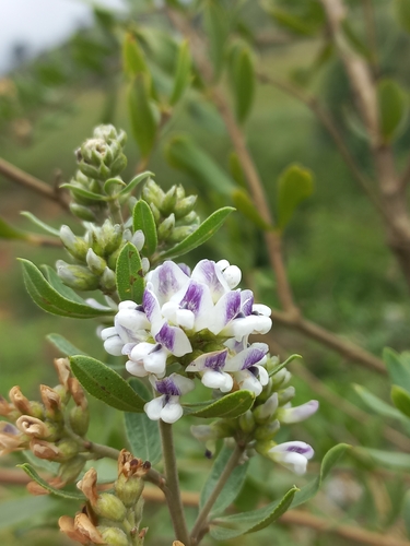 Grassland Hookleaf-Pea (Psoralea wilmsii)