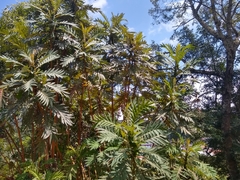 Bocconia frutescens