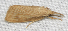 Diatraea evanescens