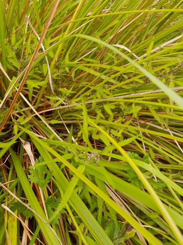 Image of Urtica perconfusa by (c) Hannah Whittall, some rights reserved (CC BY)
