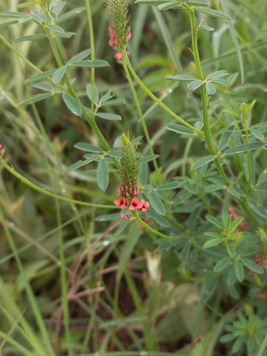 False Indigo (Indigastrum costatum)