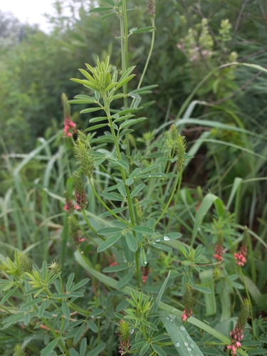 Image of Indigastrum costatum by (c) Brian du Preez, some rights reserved (CC BY-SA)