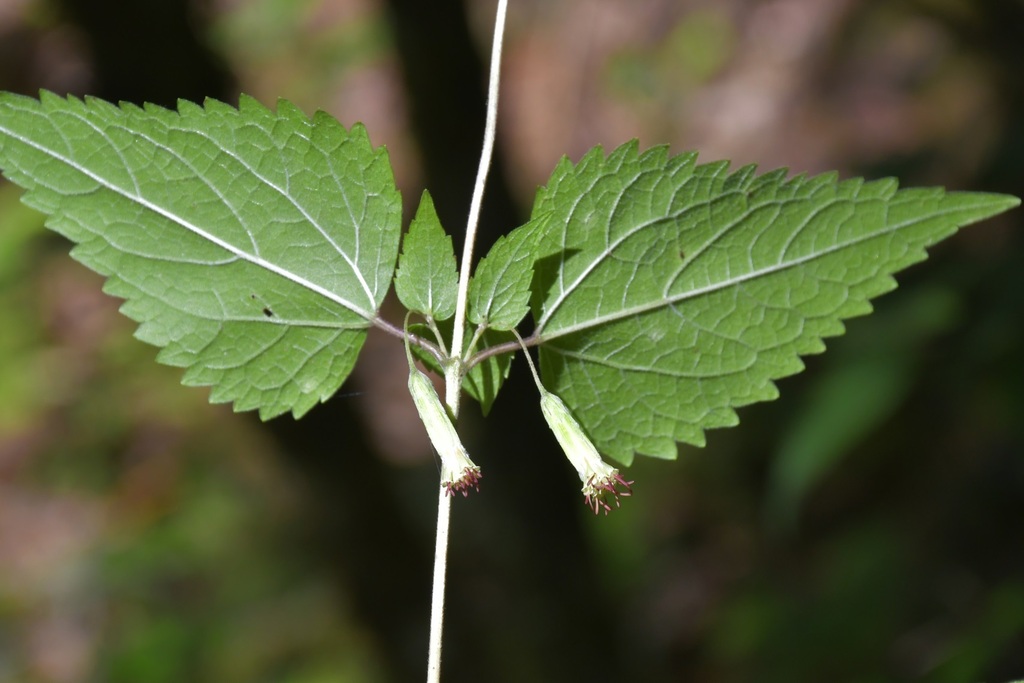 Brickellia orizabaensis