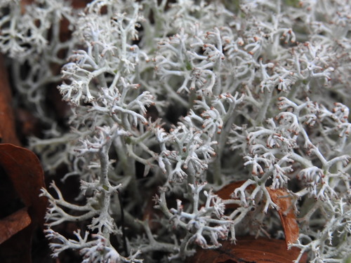 gray reindeer lichen (Cladonia rangiferina)