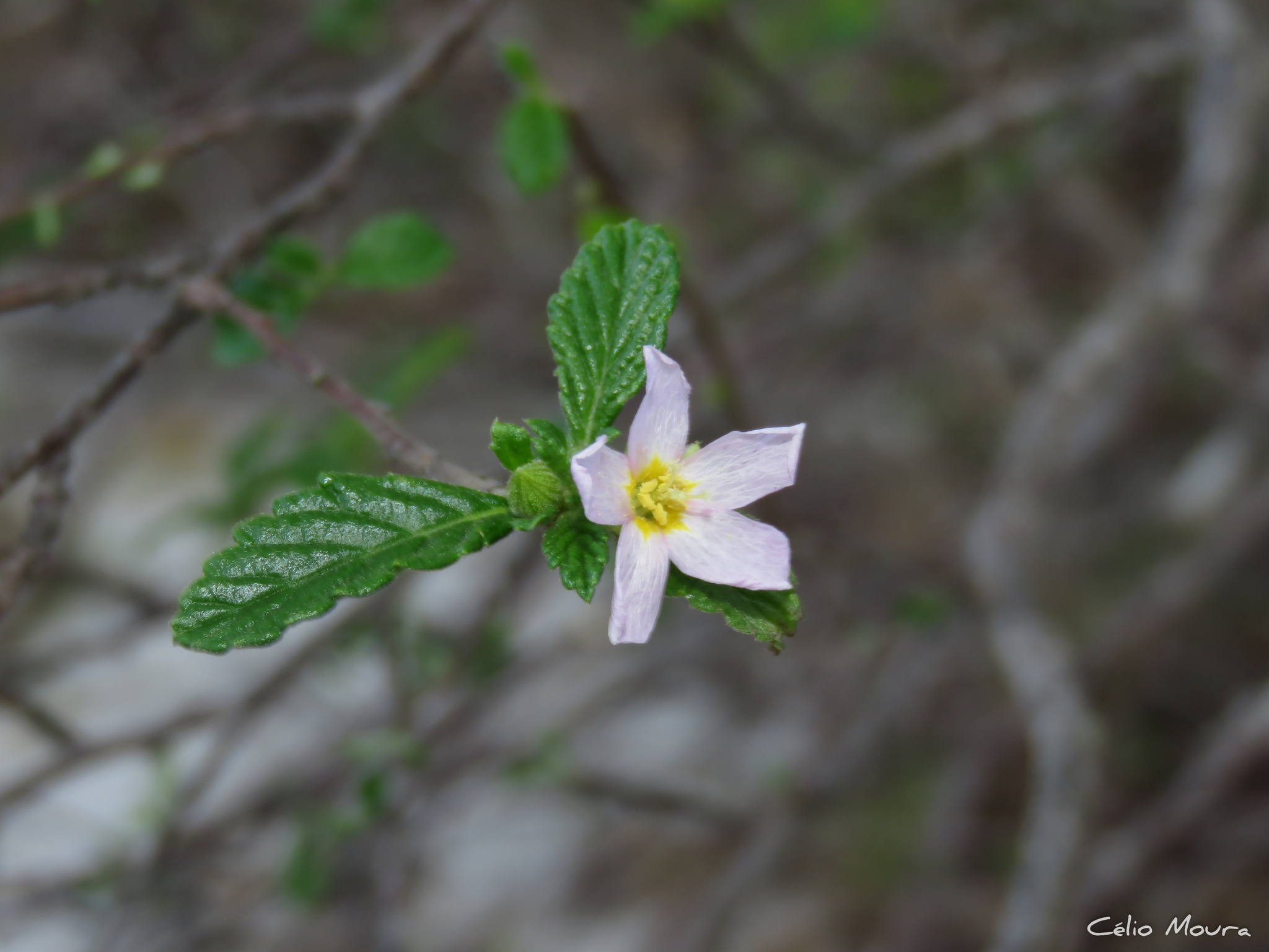 Oxossia calyptrocarpa