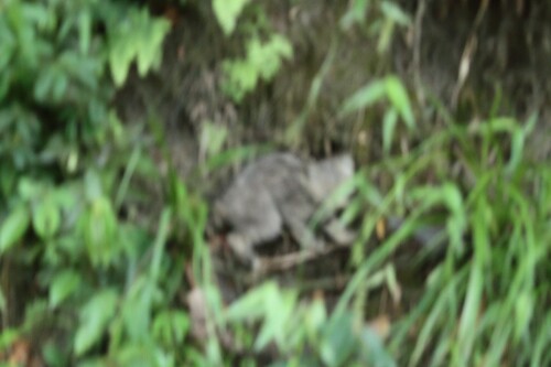 Garlepp's Pampas Cat