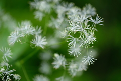 Thalictrum pubescens