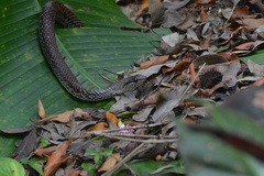 Cubophis caymanus