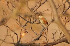 Bolivian Spinetail photo 2