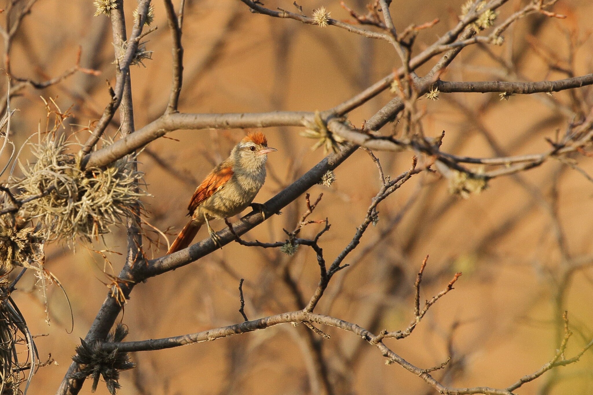 Bolivian Spinetail illustration