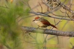 Bolivian Spinetail photo 3