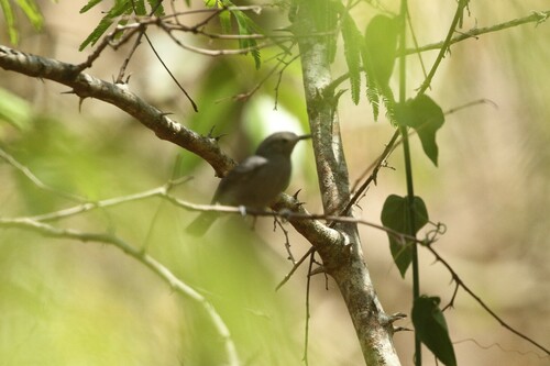 Yungas Antwren (Myrmotherula grisea), photo 1