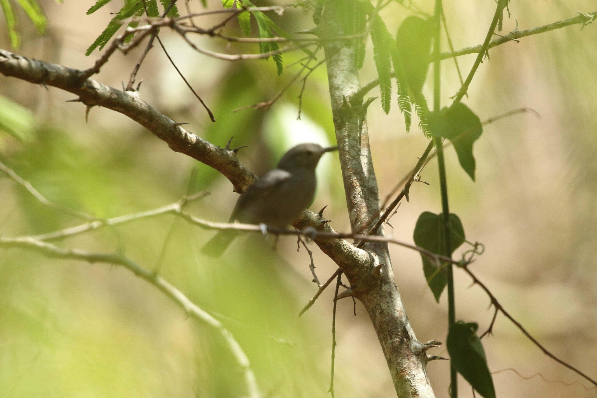 Yungas Antwren (Myrmotherula grisea), photo 2