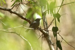 Yungas Antwren photo 1
