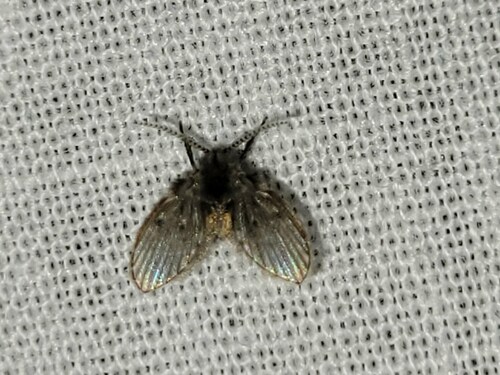 Bathroom Moth Fly, Drachten, Nederland, photo 10 of 10