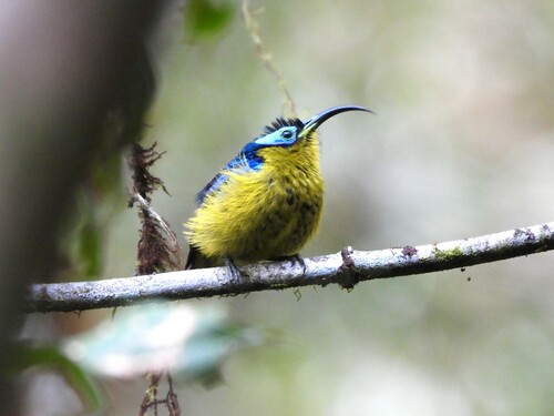 Common Sunbird-Asity