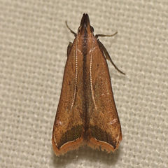 Dichomeris heriguronis