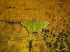 Thalera pistasciaria