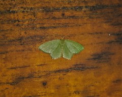 Thalera pistasciaria