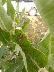 Tetraopes annulatus