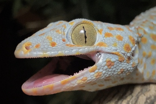 Tokay Gecko — seen at this dive site
