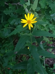 Helianthus tuberosus