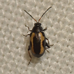 Phyllotreta striolata