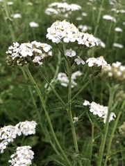 Achillea millefolium