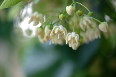 Tilia americana