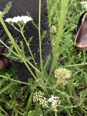 Achillea millefolium