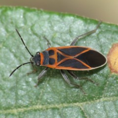 Ochrostomus uhleri