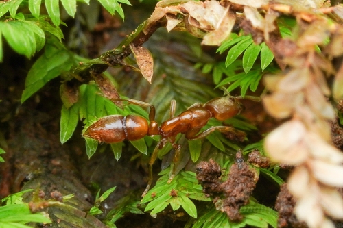 Hypoponera ignaviaHypoponera ignavia