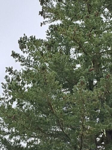 Mexican white pine (Pinus ayacahuite)
