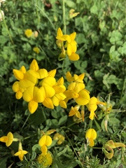 Lotus corniculatus