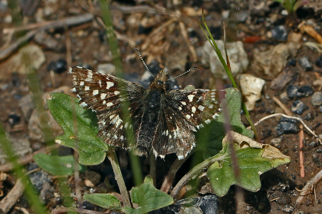 Two-banded Checkered-Skipper