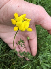 Lotus corniculatus