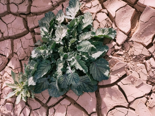 Crambe kralikii