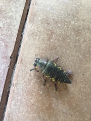 Lampetis hirtomaculata