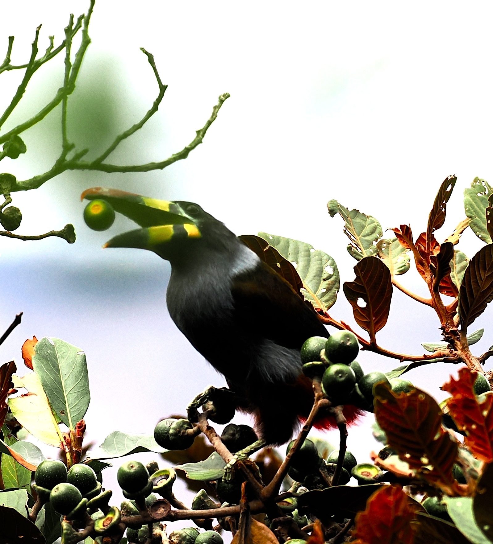 Grey-breasted Mountain-Toucan illustration